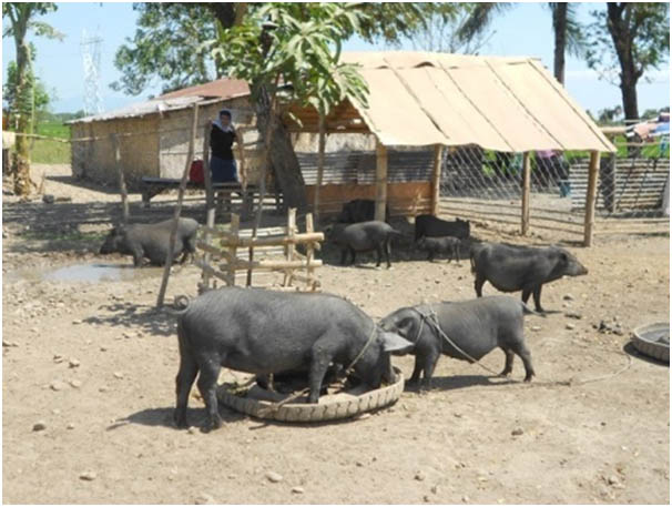 pigs